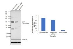 Invitrogen Apolipoprotein J Polyclonal Antibody 100 &mu;g; Unconjugated:Antibodies,