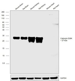 Invitrogen Calbindin D28K Polyclonal Antibody 100 &mu;g; Unconjugated:Antibodies,