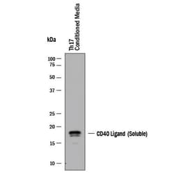 Invitrogen CD154 (CD40 Ligand) Polyclonal Antibody 100 &mu;g; Unconjugated:Antikroppar