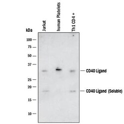 Invitrogen CD154 (CD40 Ligand) Polyclonal Antibody 100 &mu;g; Unconjugated:Antikroppar