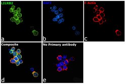 Invitrogen LILRB2 Polyclonal Antibody 100 &mu;g; Unconjugated:Antibodies,