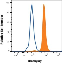 Invitrogen Brachyury Polyclonal Antibody 100 &mu;g; Unconjugated:Antibodies,