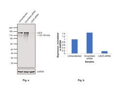 Invitrogen LDLR Polyclonal Antibody 100 &mu;g; Unconjugated:Antibodies,