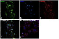 Invitrogen&trade;&nbsp;LDLR Polyclonal Antibody