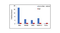 Invitrogen SOX10 Polyclonal Antibody 100 &mu;g; Unconjugated:Antibodies,