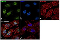 Invitrogen SOX10 Polyclonal Antibody 100 &mu;g; Unconjugated:Antibodies,