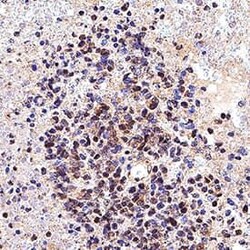 Invitrogen SOX10 Polyclonal Antibody 100 &mu;g; Unconjugated:Antibodies,