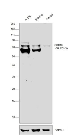 Invitrogen SOX10 Polyclonal Antibody 100 &mu;g; Unconjugated:Antibodies,