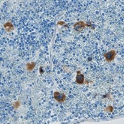 Invitrogen CXCL2 Polyclonal Antibody 100 &mu;g; Unconjugated:Antibodies,