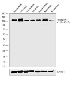 Invitrogen Neuropilin 1 Polyclonal Antibody 100 &mu;g | Buy Online | Invitrogen&trade; | Fisher Scientific