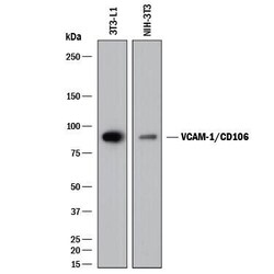 Invitrogen VCAM-1 Polyclonal Antibody 100 &mu;g | Buy Online | Invitrogen&trade; | Fisher Scientific