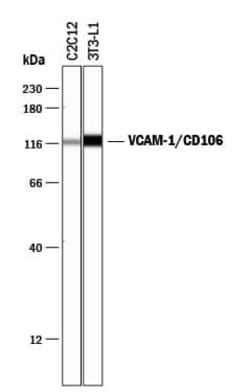 Invitrogen&trade;&nbsp;VCAM-1 Polyclonal Antibody