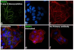 Invitrogen TROP2 Polyclonal Antibody 100 &mu;g; Unconjugated:Anticuerpos