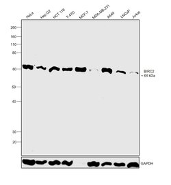 Invitrogen cIAP1 Polyclonal Antibody 100 &mu;g; Unconjugated:Antibodies,