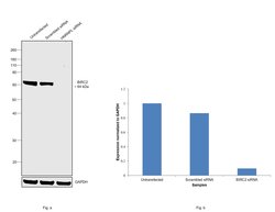 Invitrogen cIAP1 Polyclonal Antibody 100 &mu;g; Unconjugated:Antibodies,