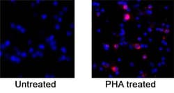 Invitrogen CD137 Polyclonal Antibody 100 &mu;g; Unconjugated:Antibodies,