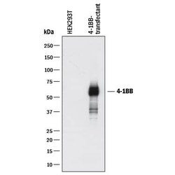 Invitrogen CD137 Polyclonal Antibody 100 &mu;g; Unconjugated:Antibodies,
