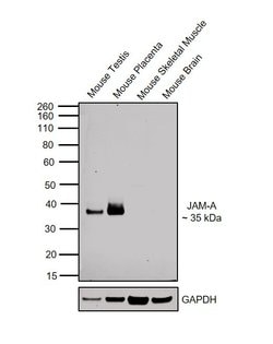 Invitrogen JAM-A (CD321) Polyclonal Antibody 100 &mu;g; Unconjugated:Antibodies,