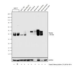 Invitrogen TROP2 Polyclonal Antibody 100 &mu;g; Unconjugated:Antibodies,