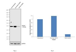 Invitrogen TROP2 Polyclonal Antibody 100 &mu;g; Unconjugated:Antibodies,