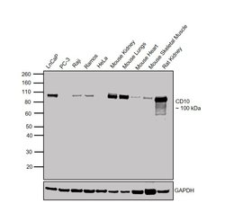 CD10 Polyclonal Antibody, Invitrogen 100 &mu;g; Unconjugated:Antibodies,