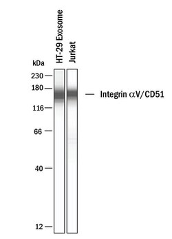 Invitrogen CD51 Polyclonal Antibody 100 &mu;g; Unconjugated:Antibodies,