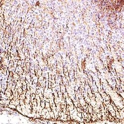 Invitrogen NOTCH3 Polyclonal Antibody 100 μg; Unconjugated:Antibodies,