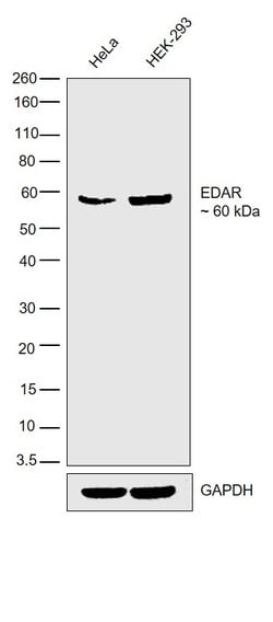 Invitrogen EDAR Polyclonal Antibody 100 &mu;g; Unconjugated:Antibodies,