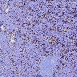 Invitrogen CD47 Polyclonal Antibody 100 &mu;g; Unconjugated:Antibodies,