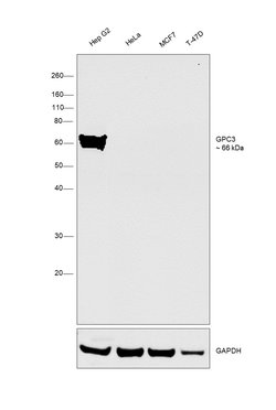 Invitrogen Glypican 3 Polyclonal Antibody 100 &mu;g | Buy Online | Invitrogen&trade; | Fisher Scientific