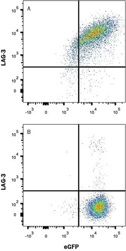 Invitrogen CD223 Polyclonal Antibody 100 &mu;g; Unconjugated:Antibodies,