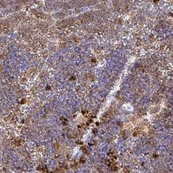 Invitrogen CD223 Polyclonal Antibody 100 &mu;g; Unconjugated:Antibodies,