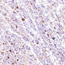 Invitrogen CD223 Polyclonal Antibody 100 &mu;g; Unconjugated:Antibodies,