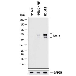 Invitrogen CD223 Polyclonal Antibody 100 &mu;g; Unconjugated:Antibodies,
