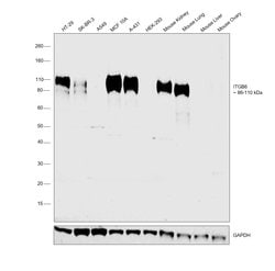 ITGB6 Polyclonal Antibody:Antibodies, Polyclonal