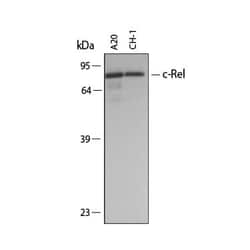 Invitrogen c-Rel Polyclonal Antibody 100 &mu;g; Unconjugated:Antibodies,