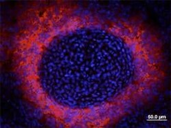 Invitrogen ALPL Polyclonal Antibody 100 &mu;g; Unconjugated:Antibodies,