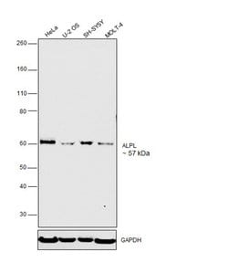 Invitrogen ALPL Polyclonal Antibody 100 &mu;g; Unconjugated:Antibodies,