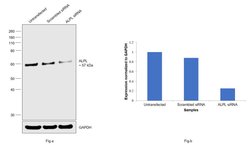 Invitrogen ALPL Polyclonal Antibody 100 &mu;g; Unconjugated:Antibodies,