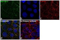 Invitrogen Nectin 3 Polyclonal Antibody 100 &mu;g; Unconjugated:Antibodies,
