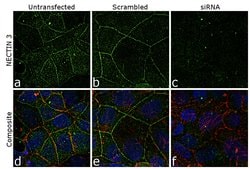 Invitrogen Nectin 3 Polyclonal Antibody 100 &mu;g; Unconjugated:Antibodies,