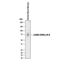 Invitrogen LILRB5 Polyclonal Antibody 100 &mu;g; Unconjugated:Antibodies,