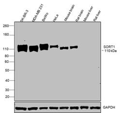 Invitrogen Sortilin Polyclonal Antibody 100 &mu;g; Unconjugated:Antibodies,