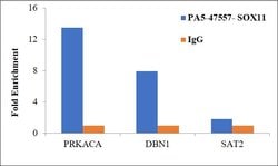 Invitrogen SOX11 Polyclonal Antibody 100 &mu;g; Unconjugated:Antibodies,