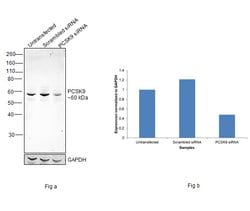Invitrogen PCSK9 Polyclonal Antibody 100 &mu;g | Buy Online | Invitrogen&trade; | Fisher Scientific