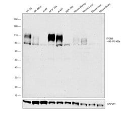 Invitrogen ITGB6 Polyclonal Antibody 100 &mu;g | Buy Online | Invitrogen&trade; | Fisher Scientific
