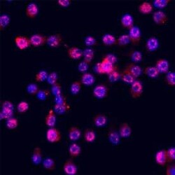Invitrogen ITLN1 Polyclonal Antibody 100 &mu;g; Unconjugated:Antibodies,