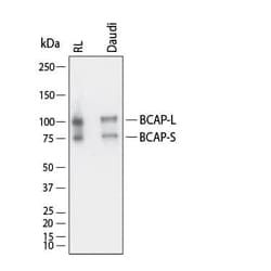 Invitrogen PIK3AP1 Polyclonal Antibody 100 &mu;g; Unconjugated:Antibodies,
