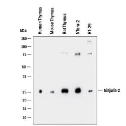 Invitrogen Ninjurin 2 Polyclonal Antibody 100 &mu;g; Unconjugated:Antibodies,