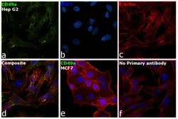 Invitrogen CD49a Polyclonal Antibody 100 &mu;g; Unconjugated:Antibodies,